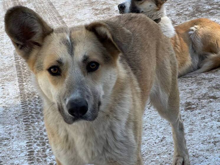 Новгородцев попросили не кормить беспризорных собак