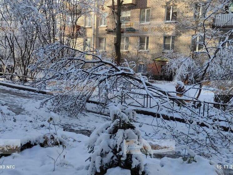 Деревья Петербурга не выдержали сильного ветра и снега