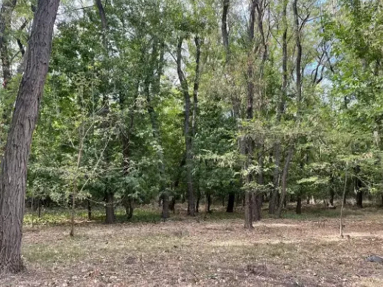 В донском лесу зафиксировали факт несанкционированного сброса отходов с птицефабрики