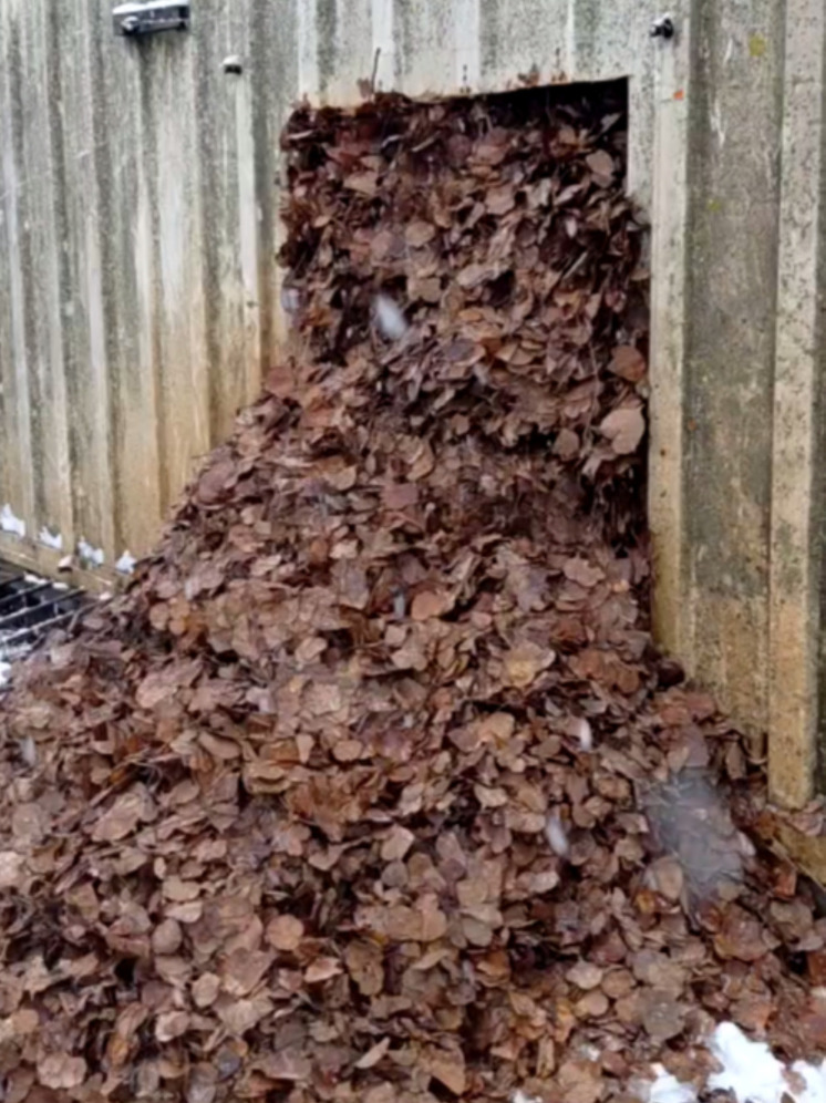 Калужская любимица Маша закрылась в берлоге