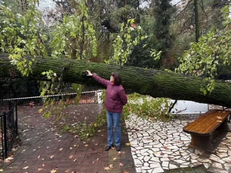 В Сочи рухнуло 130-летнее дерево ликвидамбр из исторической аллеи Дендрария
