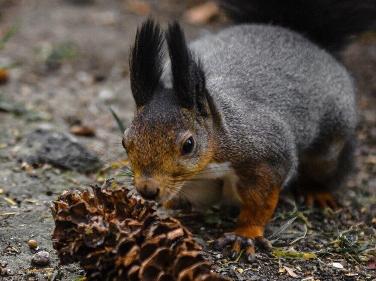 Международный день белки празднует зоосад Хабаровска
