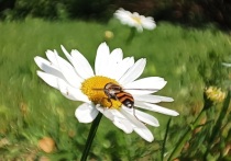 Власти столицы Урала утвердили программу «Экология и охрана окружающей среды в муниципальном образовании «город Екатеринбург», рассчитанную на 2026 – 2030 годы