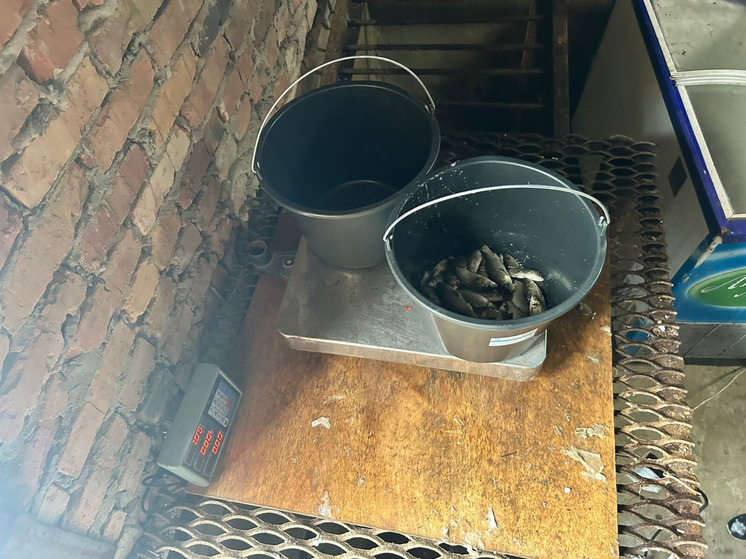 В Алтайском крае увеличат рекомендуемый объем добычи рыбы в 2026 году