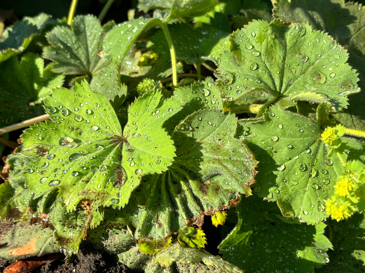 Сегодня - пасмурный день с осадками