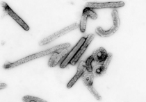 Эфиопия подтвердила вспышку смертельного вируса Марбург