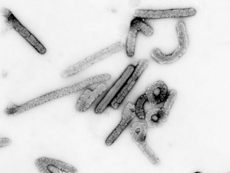 Эфиопия подтвердила вспышку смертельного вируса Марбург