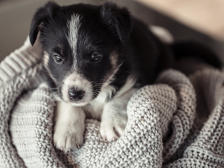 Жительница Магадана лишилась 26 тысяч рублей при покупке щенка в интернете