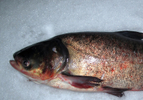 Небольшое озеро в городском поселке Вороново  стало легендой