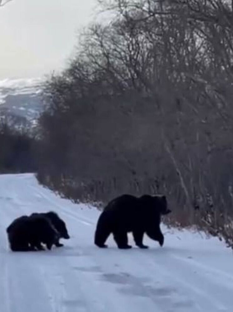 На Камчатке медведица с двумя медвежатами съели весь улов у рыбака