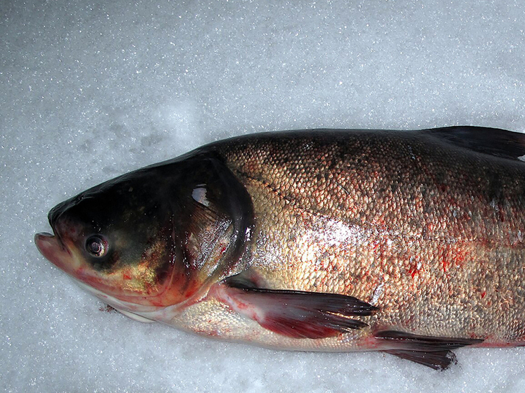 Небольшое озеро в городском поселке Вороново  стало легендой