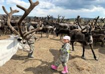 Сегодня оленеводы Тополиного сталкиваются с множеством задач, которые требуют напряженного труда и преданности традициям