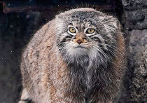 Все любят манулов — под таким девизом живет российский интернет