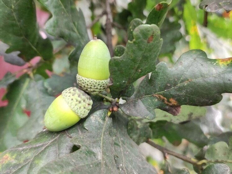 Ученики школы в Великом Новгороде собрали более 80 килограммов желудей