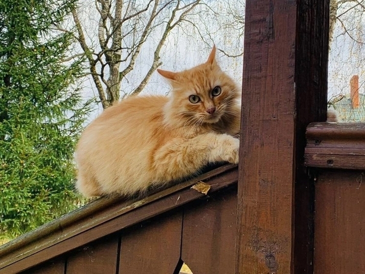 О своем новом сотруднике рассказали в Музее семьи Цветаевых