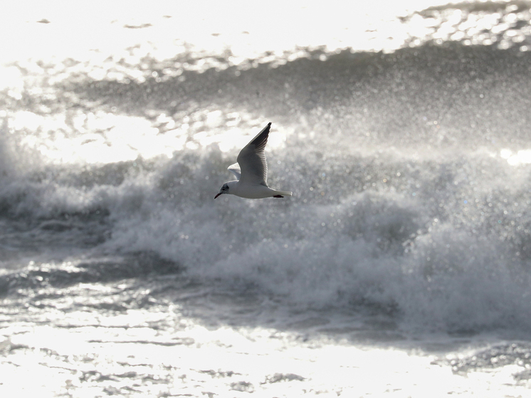 Прокуратура проверяет инцидент с судами в Мурманской области после шторма