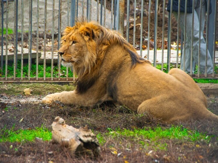 В зооуголке Симферополя появился лев Ромео
