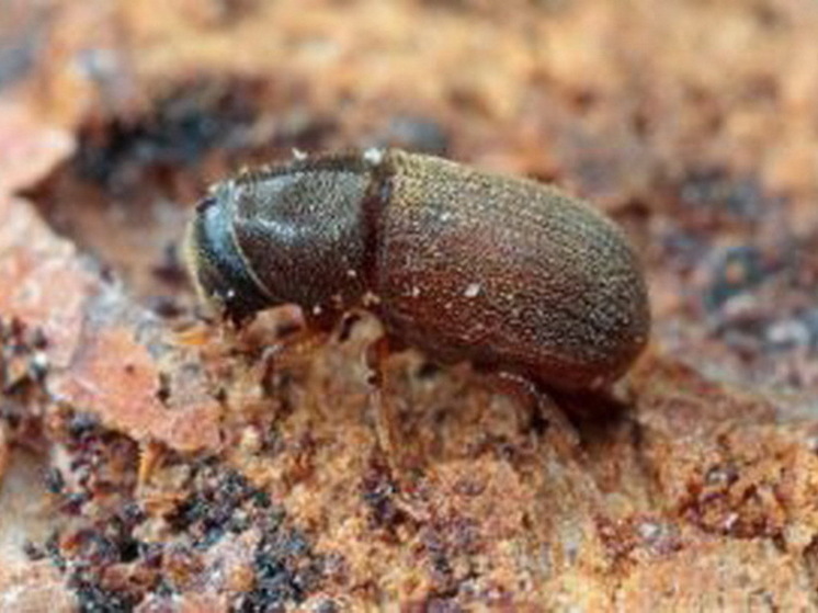 В Кирове расширена карантинная зона из-за опасного вредителя леса