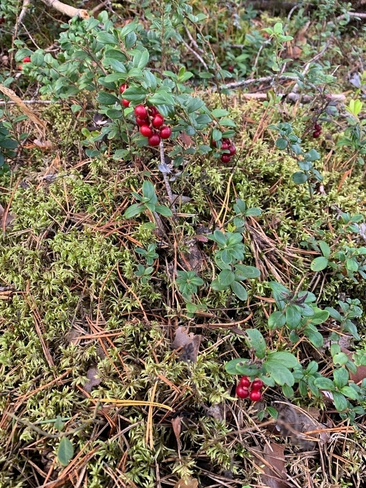 Махова: Живущая 300 лет брусника способна подарить тулякам бессмертие