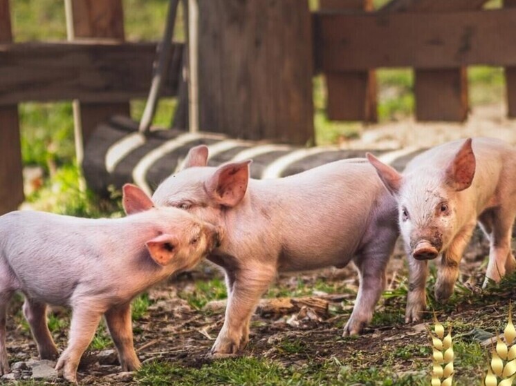 В Орловской области сравнили ситуацию в скотоводстве более 100 лет назад и в наши дни