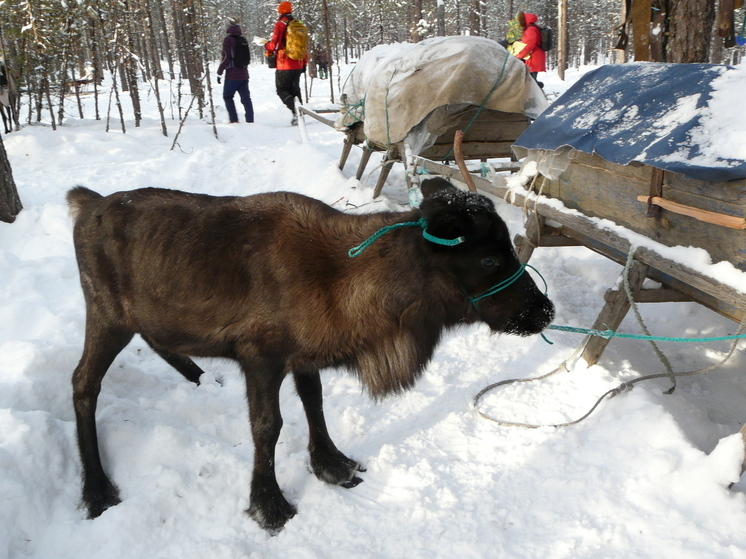 Учёный Лавёровского центра реализует проект по изучению подвида северного оленя