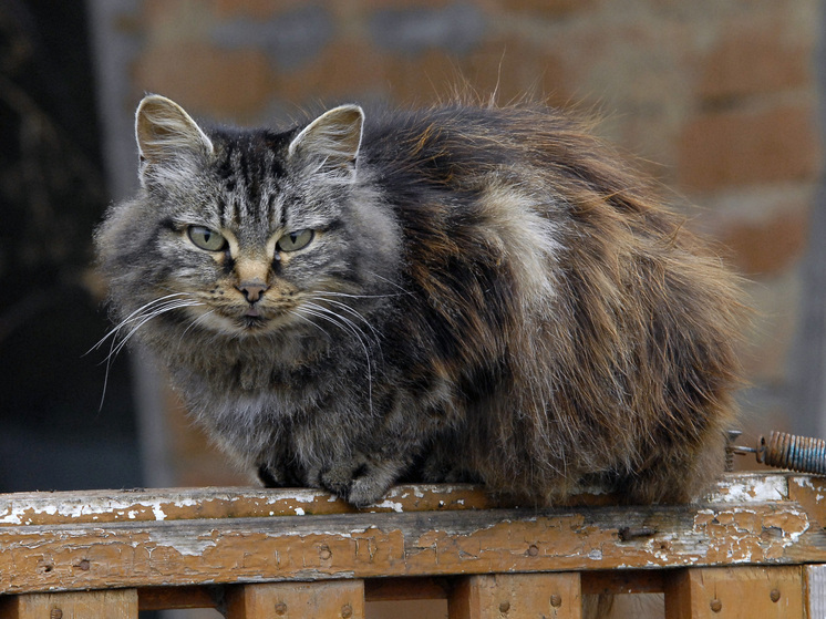 Публицист Лемко просит депутатов запретить кошкам "мяукать по-русски"