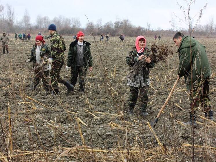 В Северной Осетии восстановили 90 гектаров леса по нацпроекту «Экология»