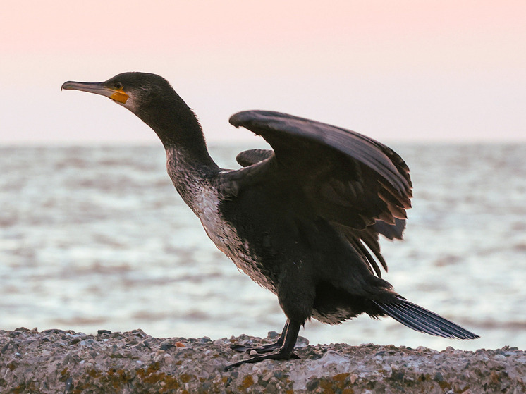В Бурятии поручили бороться с бакланами на Байкале