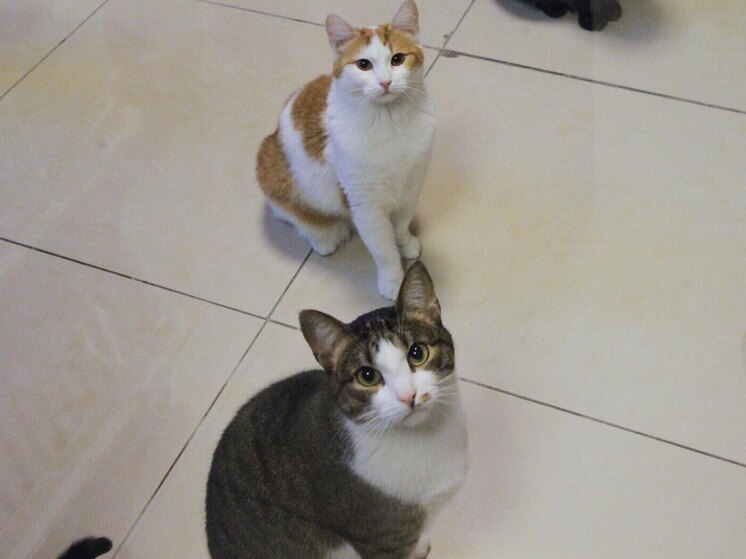 Захарова напомнила украинцам, что русское "мяу" взялось от английского "meow"