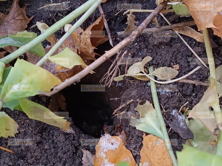 Скрежет крыс под полом беспокоит жильцов дома на 11-й Красноармейской улице