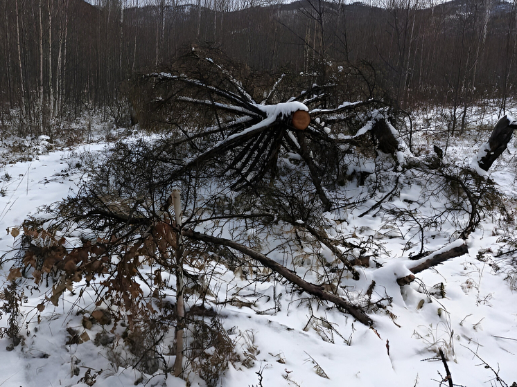 22 случая незаконной рубки леса выявили за неделю в Забайкалье