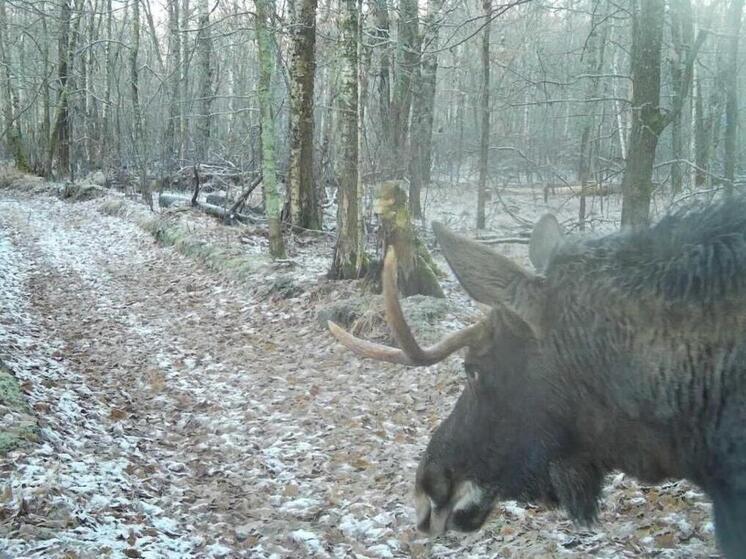 Лося на фоне первого снега засняли в Окском заповеднике