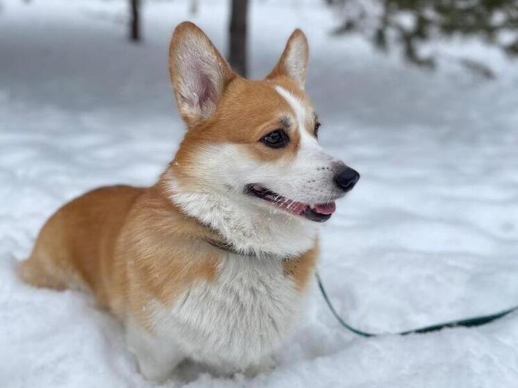 Пасмурная неделя с осадками и потеплением ожидает Новосибирск