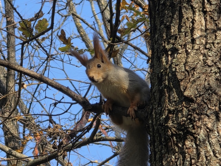 В понедельник на Кубани потеплеет