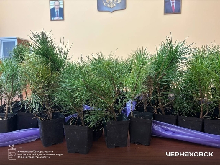 Черняховский округ получил 100 кедров с ЭкоКонгресса