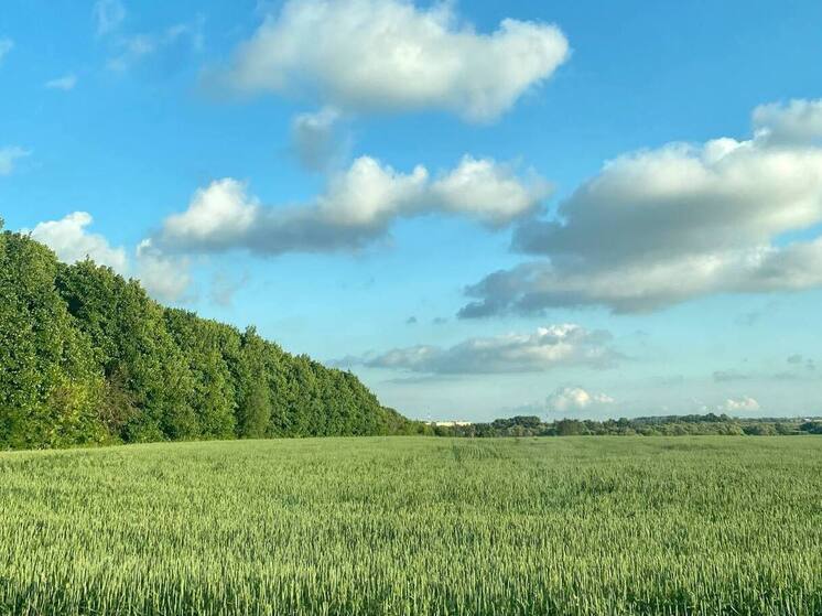 Рязанцев предупредили о новых штрафах за борщевик с 1 марта 2026 года