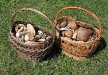 Многие считают, что грибной сезон заканчивается с первыми заморозками, но это не совсем так