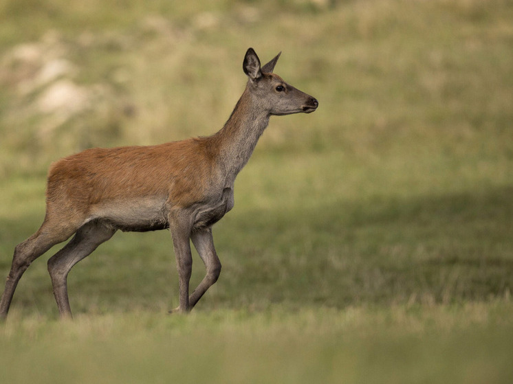 В Красноярском крае браконьера осудили за незаконный отстрел девяти косуль
