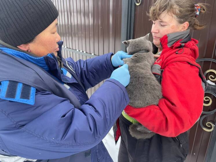 В Улан-Удэ прошел рейд по безнадзорным животным