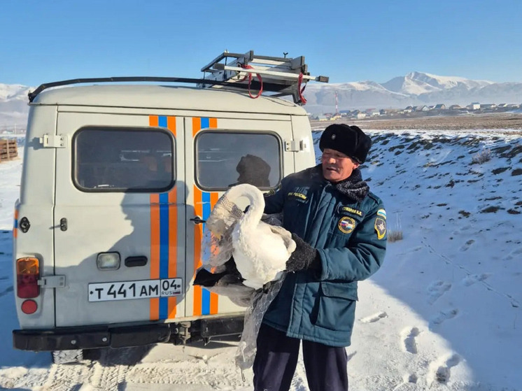На Алтае пожарные спасли растерзанного собаками лебедя