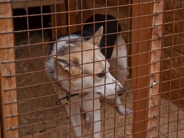 Новая налоговая льгота введена для НКО Карелии, занимающихся приютами для животных