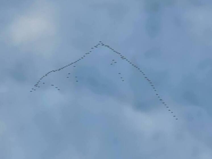 Мигрирующие гуси нанесли серьезный урон фермерским хозяйствам Финляндии