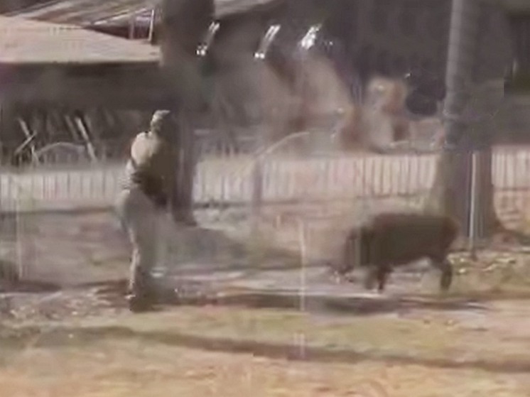 В Приморье дикий кабан устроил переполох на школьном дворе