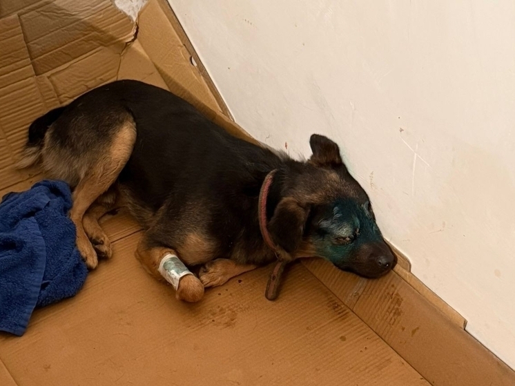 Ветеринары из Ростовской области спасают собаку с травмами головы и простреленной лапой