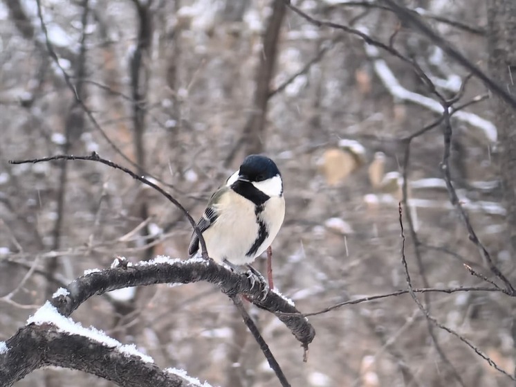 Магнитные бури во Владивостоке на неделю с 17 по 23 ноября 2025 года