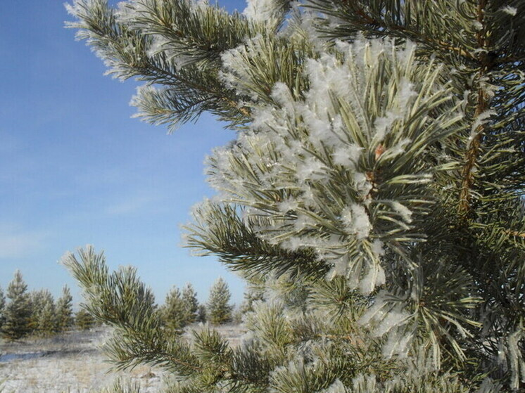 В столице Бурятии начинают продавать новогодние ёлки