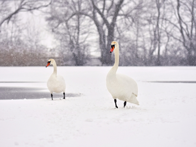 В Кировской области спасут лебедей с пороком «ангельские крылья»