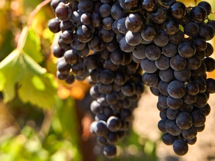 В Крыму планируют заложить 1,12 тысячи гектаров виноградников в 2026 году