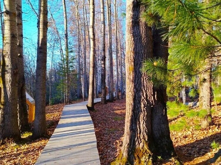 Более 500 югорчан присоединились к акции «Чистый лес»