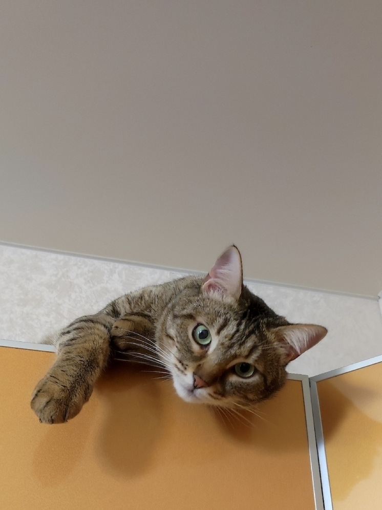 В Самаре ищут заботливых хозяев для кота Тихона